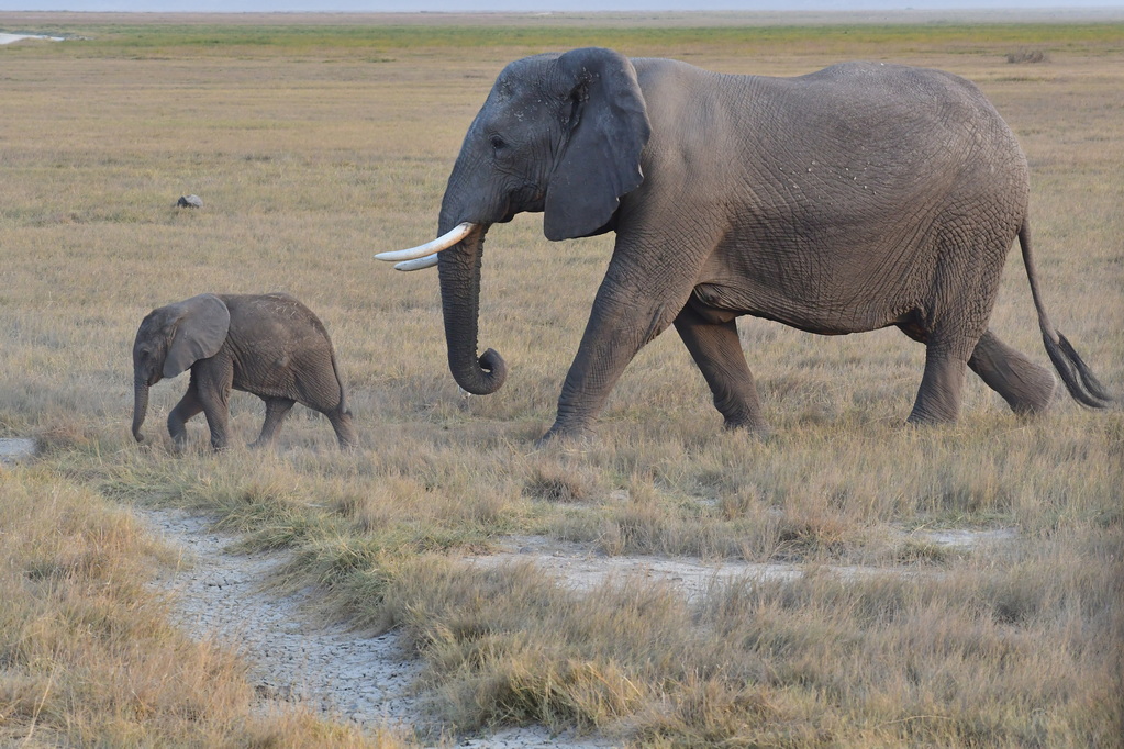 Amboseli Nat. Reserve